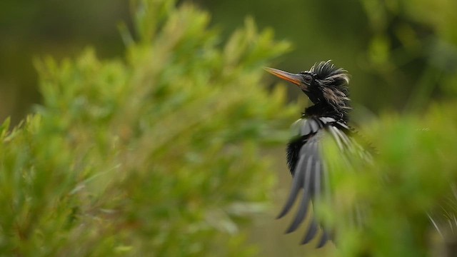 Anhinga - ML646478507
