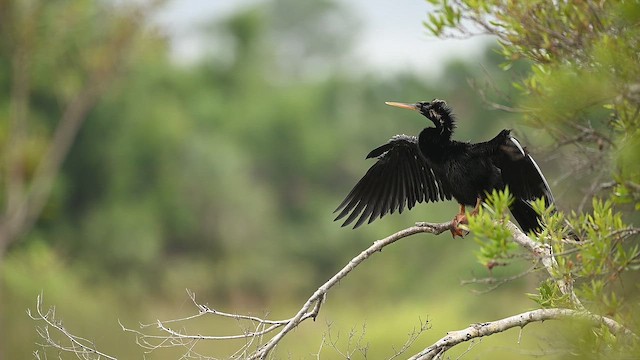 Anhinga - ML646478509