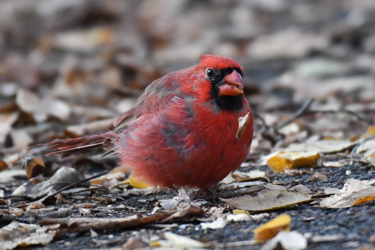 Northern Cardinal (Common) - ML646478510