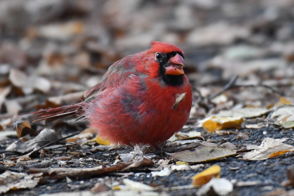Northern Cardinal (Common) - ML646478512