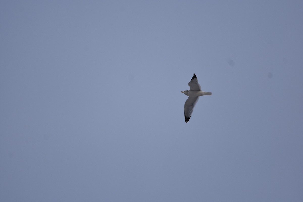 Ring-billed Gull - ML646478513