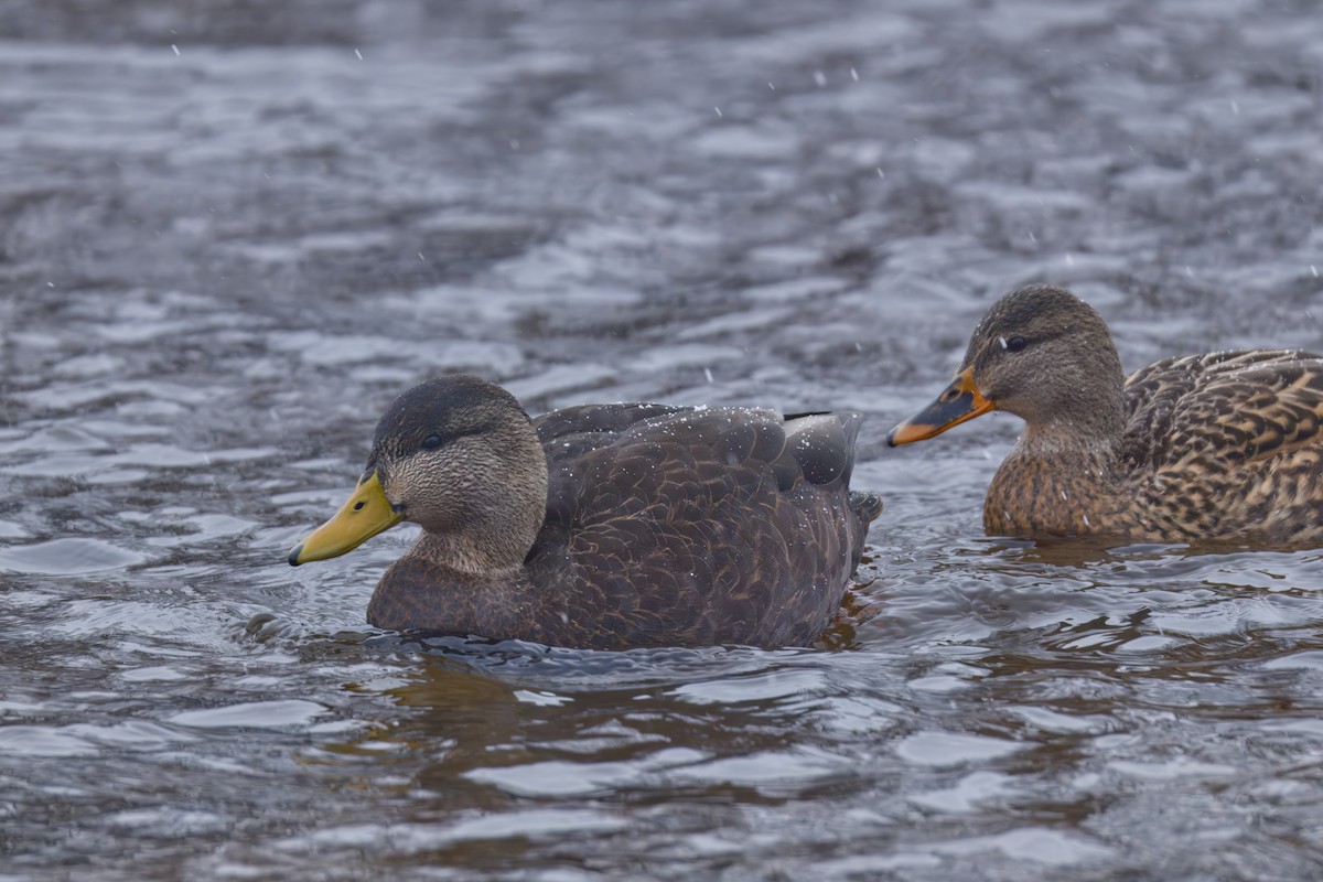American Black Duck - ML646478514
