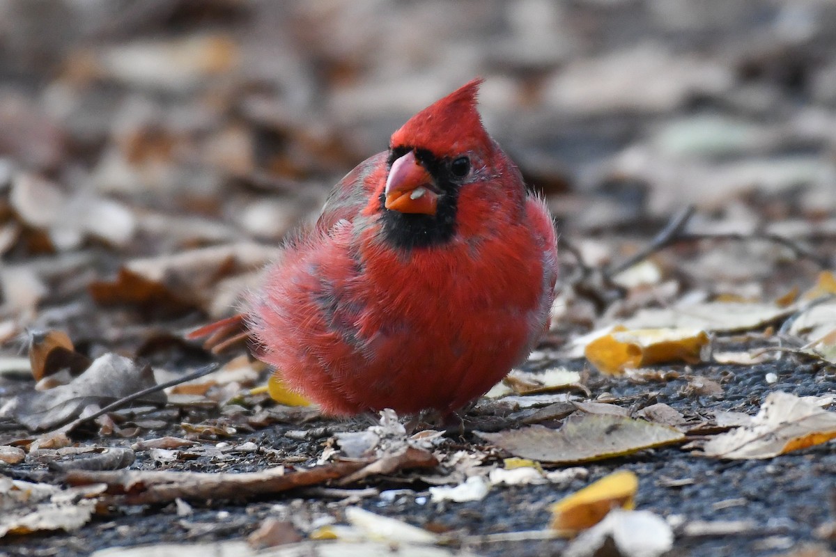 Northern Cardinal (Common) - ML646478519
