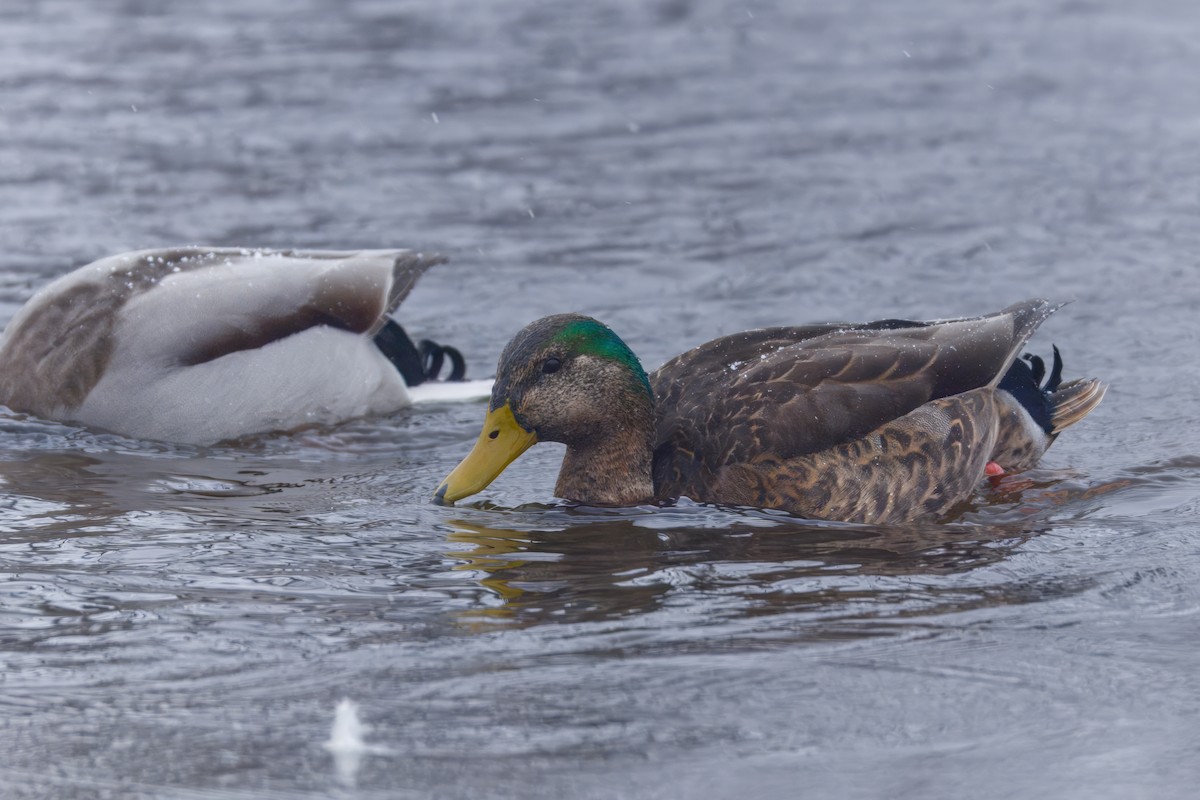 Mallard x American Black Duck (hybrid) - ML646478523