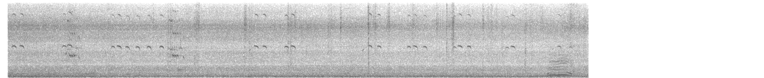 rybák královský - ML646478525