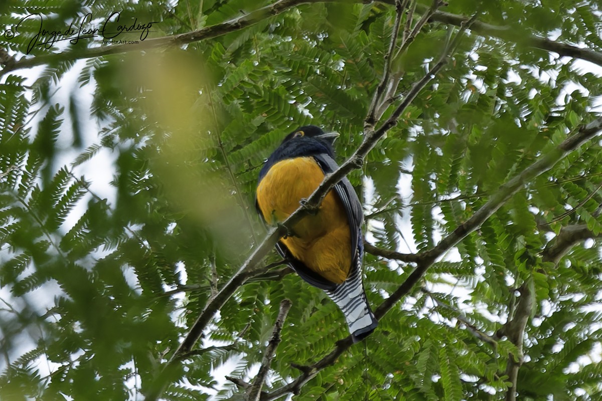 Gartered Violaceous Trogon - ML646478526