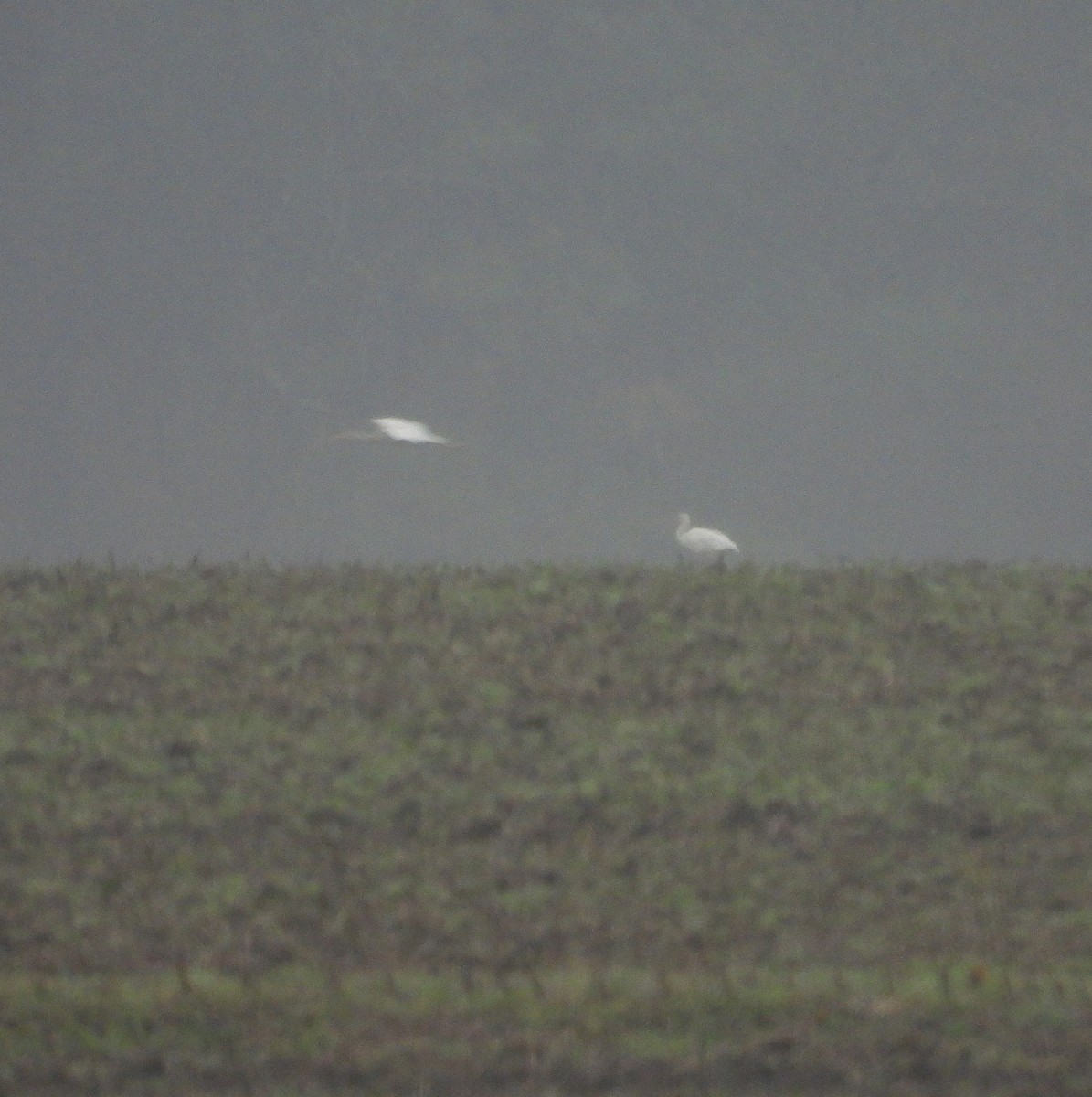 Ібіс білий - ML646478527