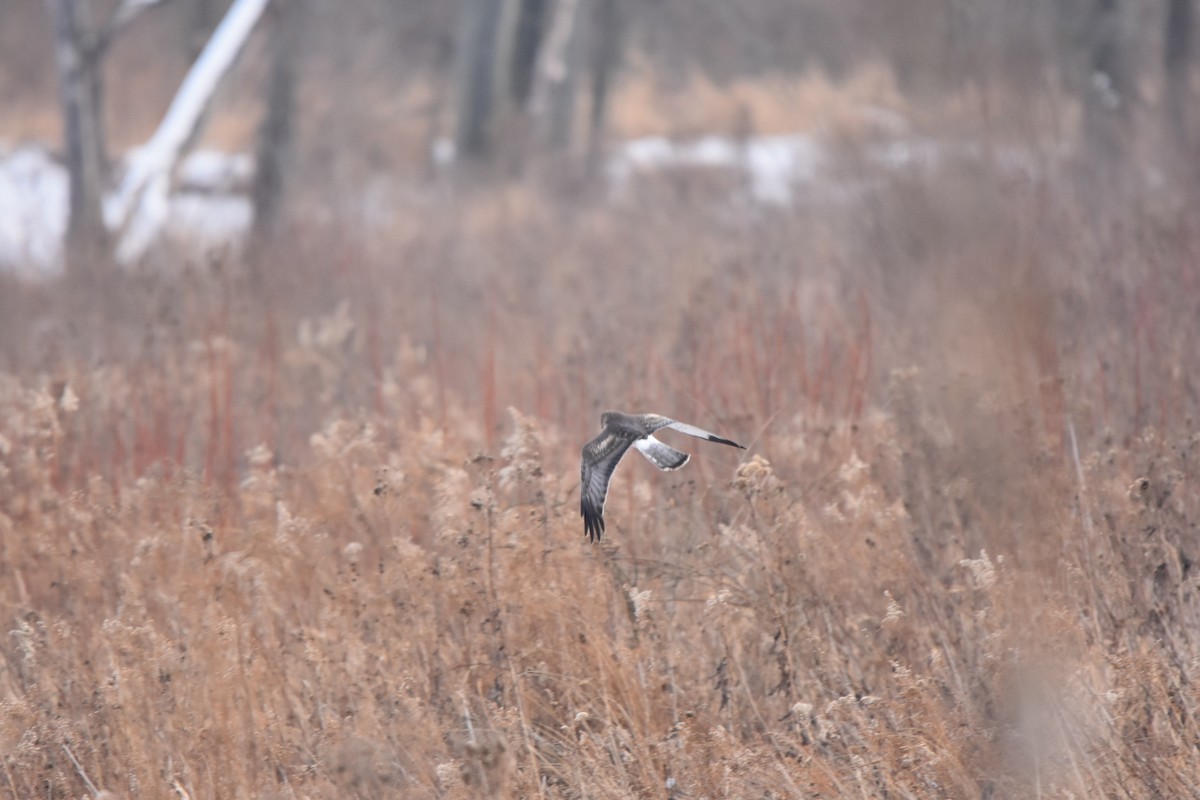 Northern Harrier - ML646478528