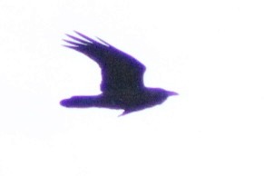 עורב שחור - ML646478529