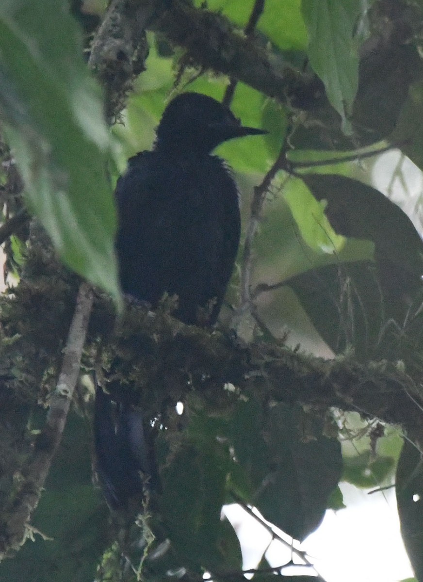 ML646478533 - bird-of-paradise sp. - Macaulay Library