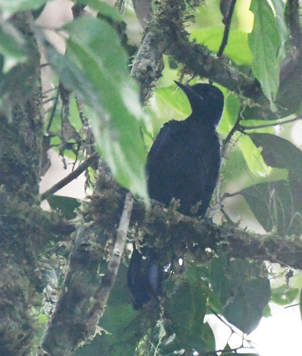 ML646478536 - bird-of-paradise sp. - Macaulay Library