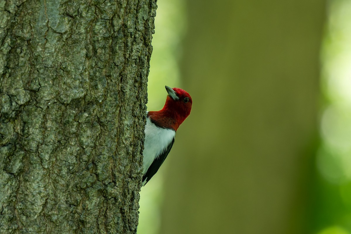 Red-headed Woodpecker - ML646478540