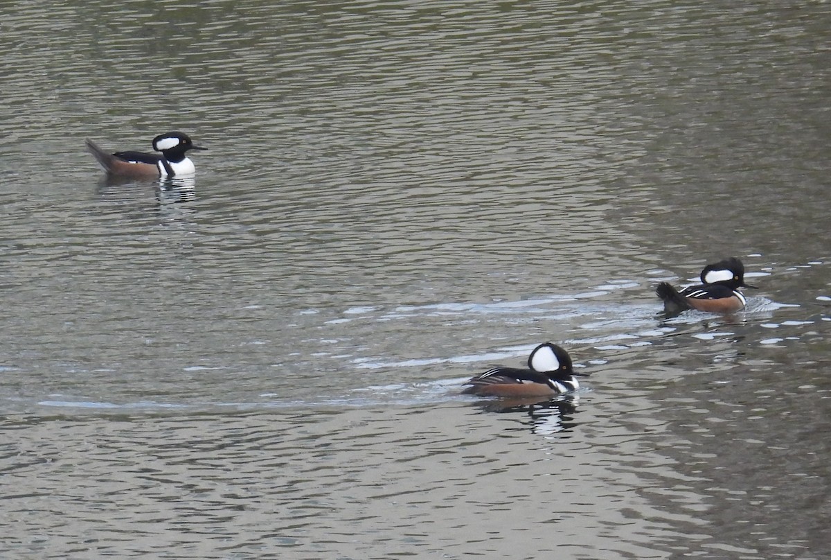 Başlıklı Tarakdiş - ML646478545