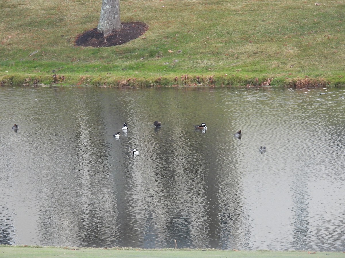 Başlıklı Tarakdiş - ML646478546