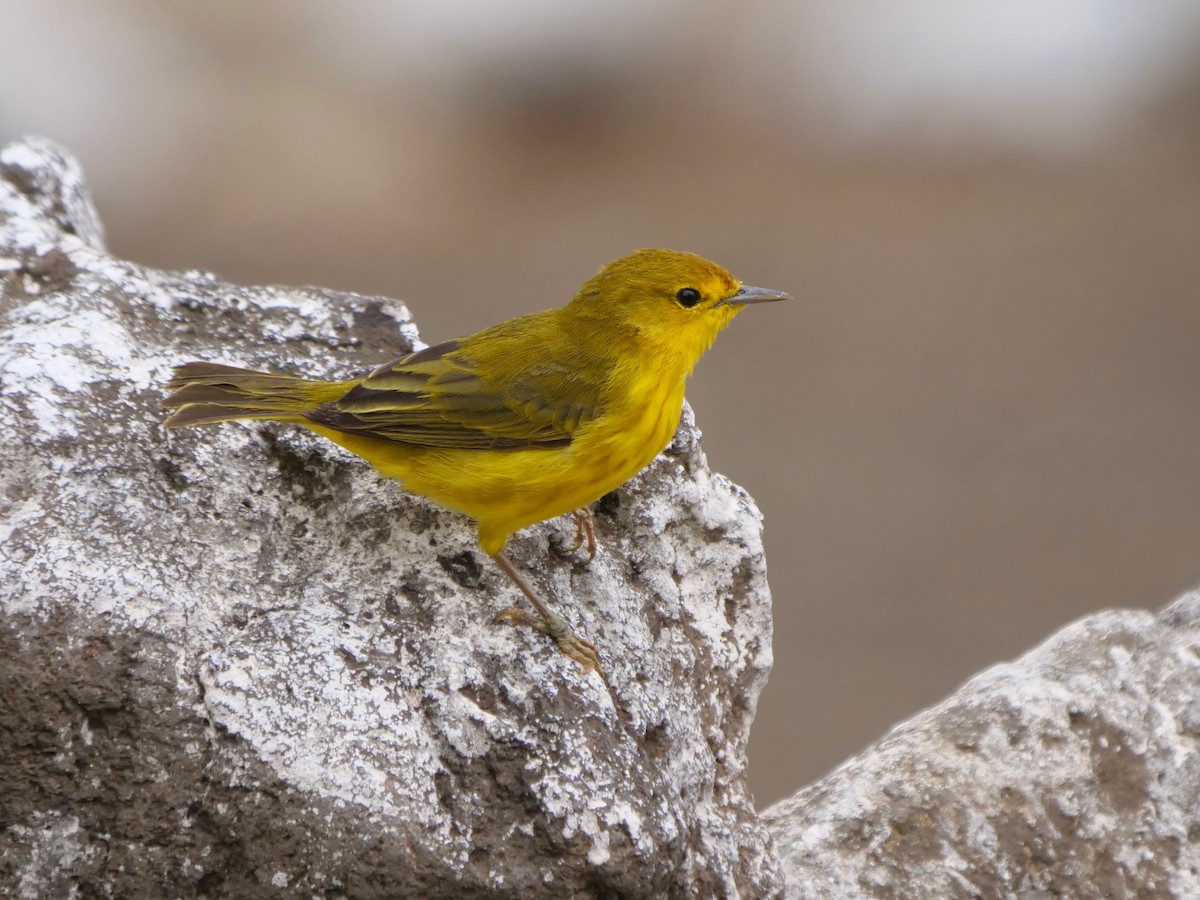 lesňáček žlutý - ML646478560