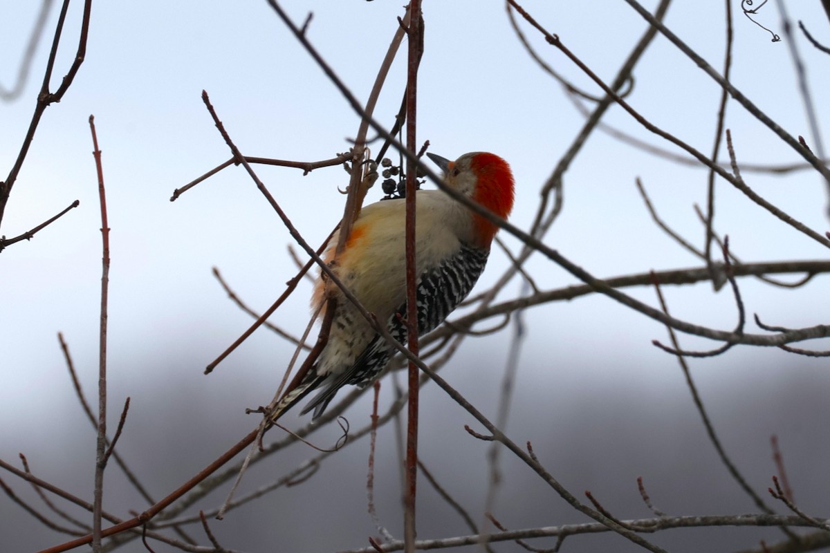 datel karolínský - ML646478561