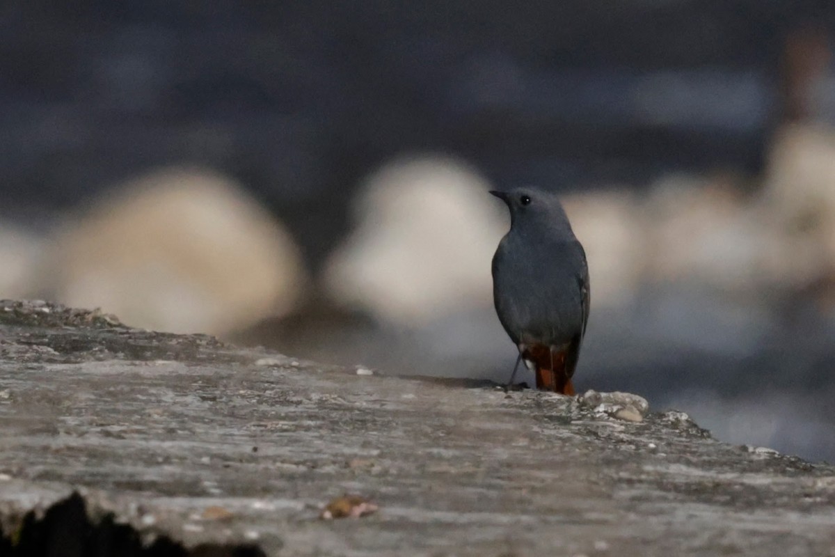 Plumbeous Redstart - ML646478565