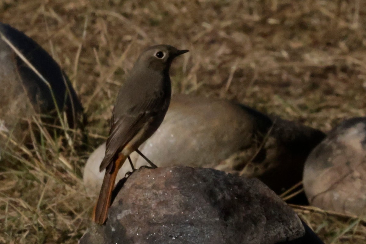 Hodgson's Redstart - ML646478566