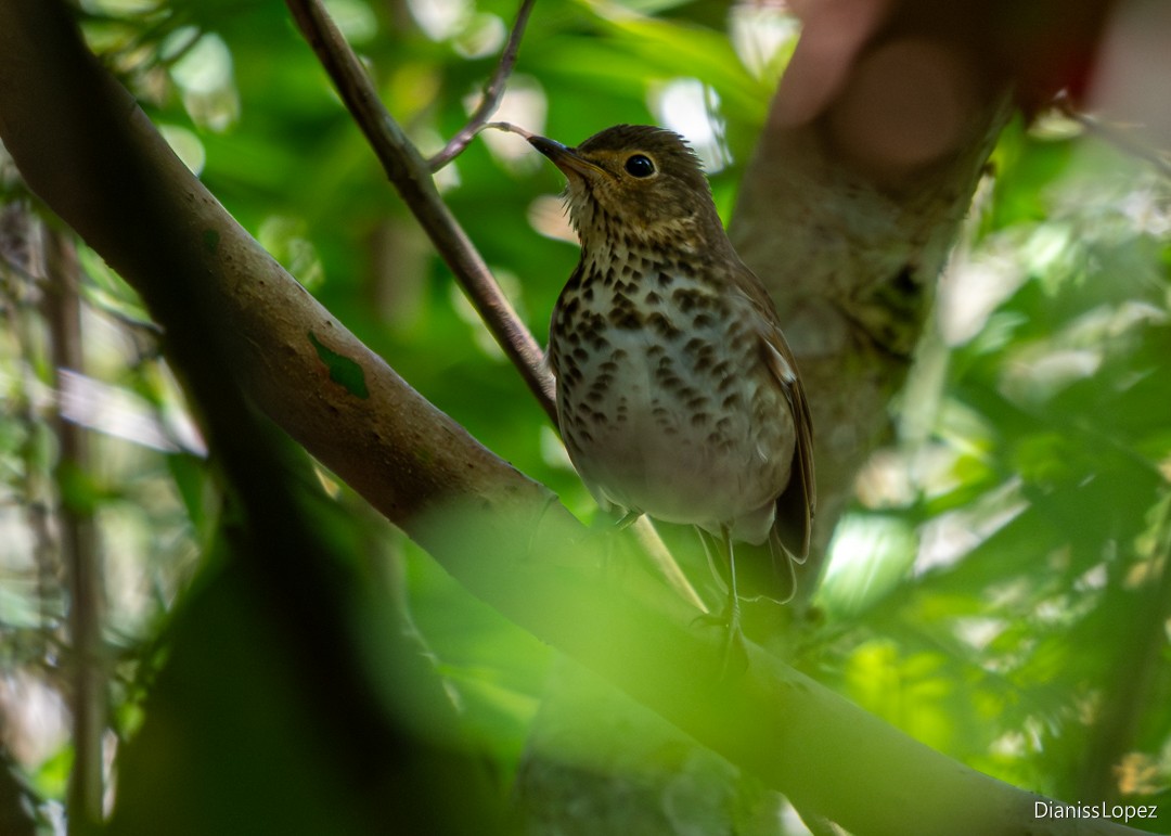 Swainson's Thrush - ML646478567