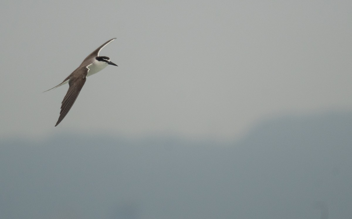 Bridled Tern - ML646478568