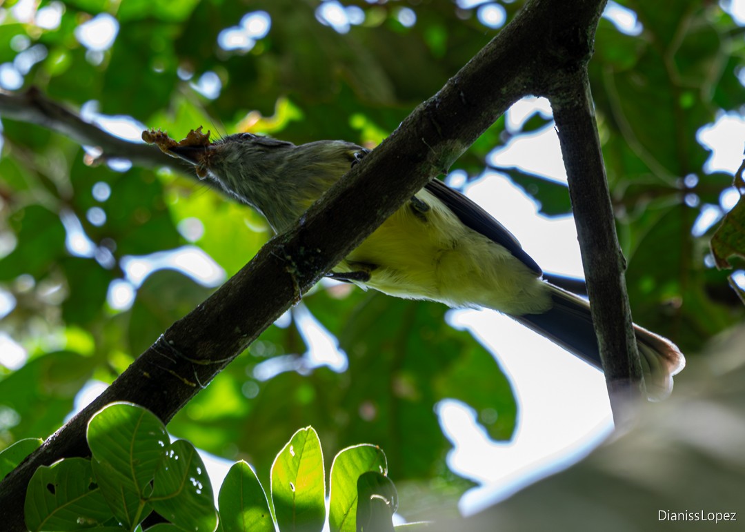 Apical Flycatcher - ML646478570