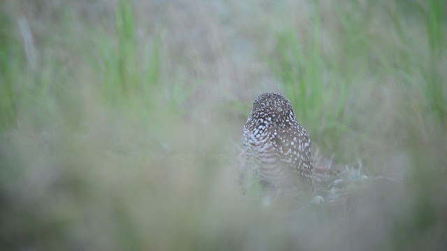 Burrowing Owl (Florida) - ML646478579
