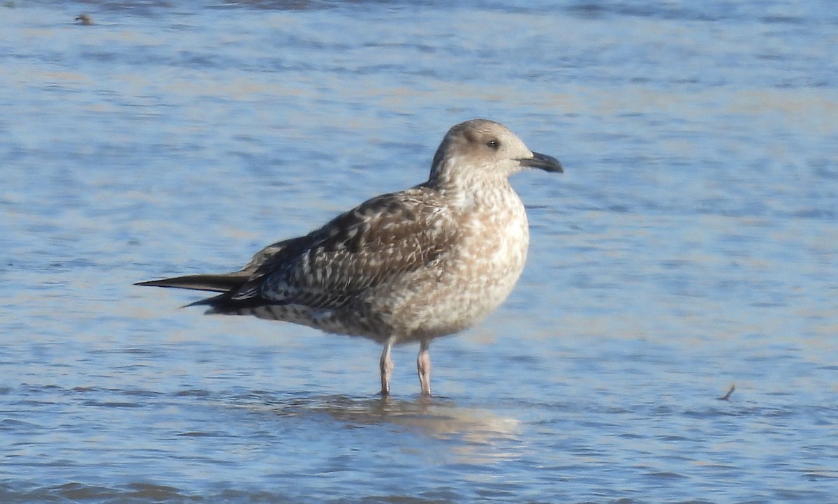 Lesser Black-backed Gull - ML646478580
