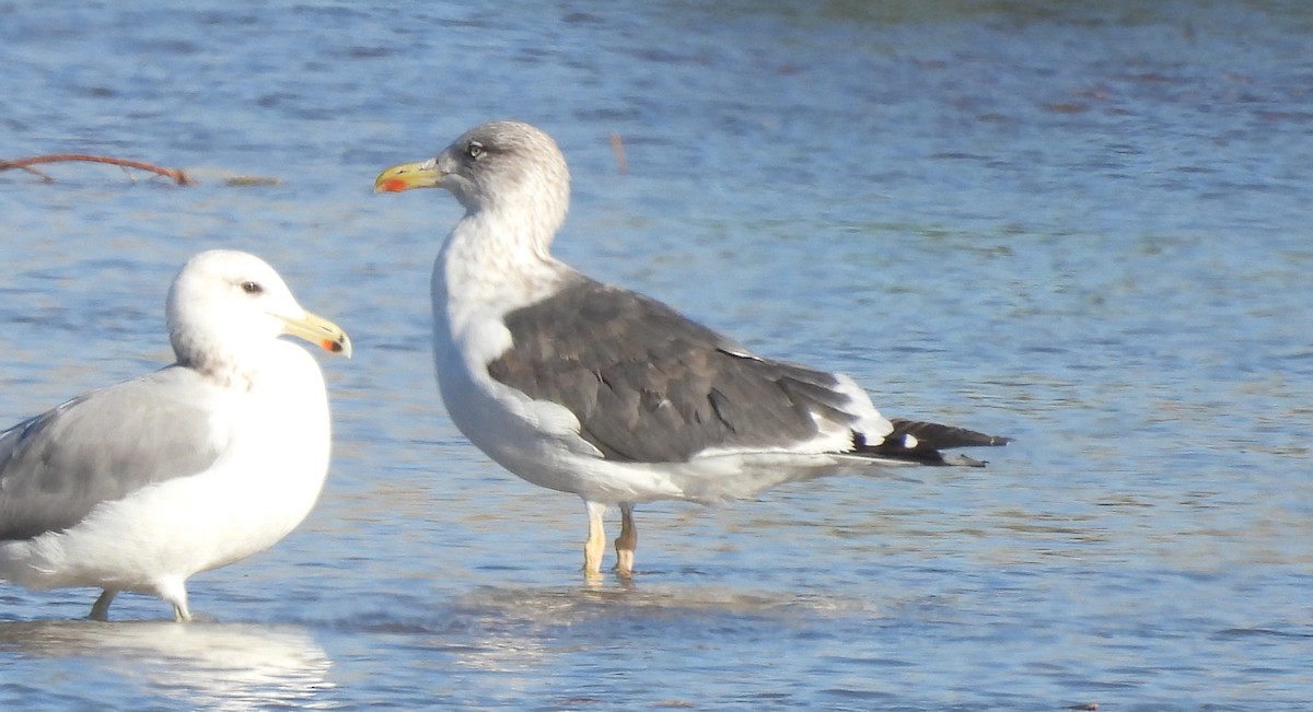 Lesser Black-backed Gull - ML646478581