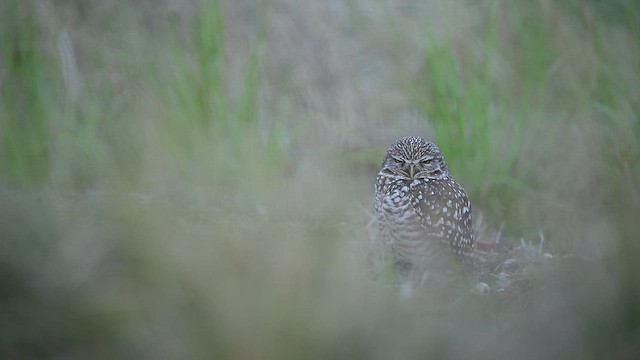 Burrowing Owl (Florida) - ML646478584