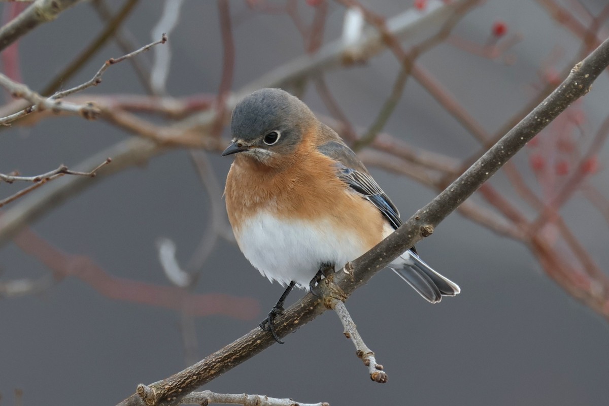 salašník modrý - ML646478585