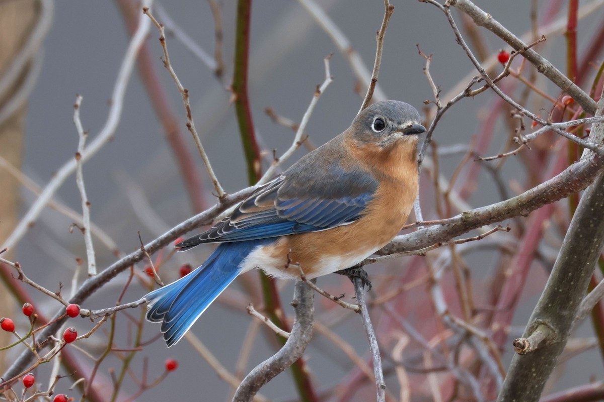 salašník modrý - ML646478586