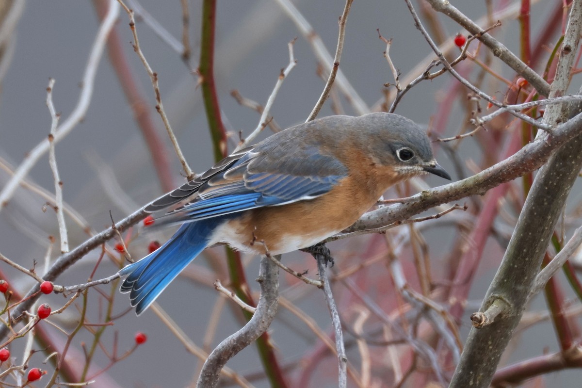 salašník modrý - ML646478587