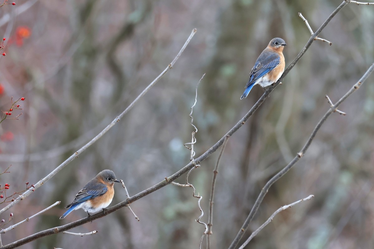 salašník modrý - ML646478588