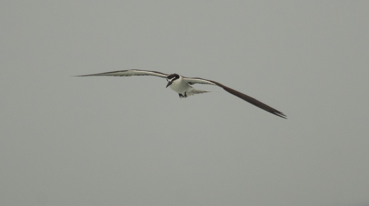 Bridled Tern - ML646478590