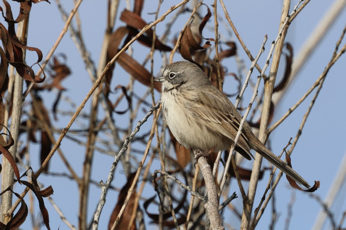Bell's Sparrow - ML646478591