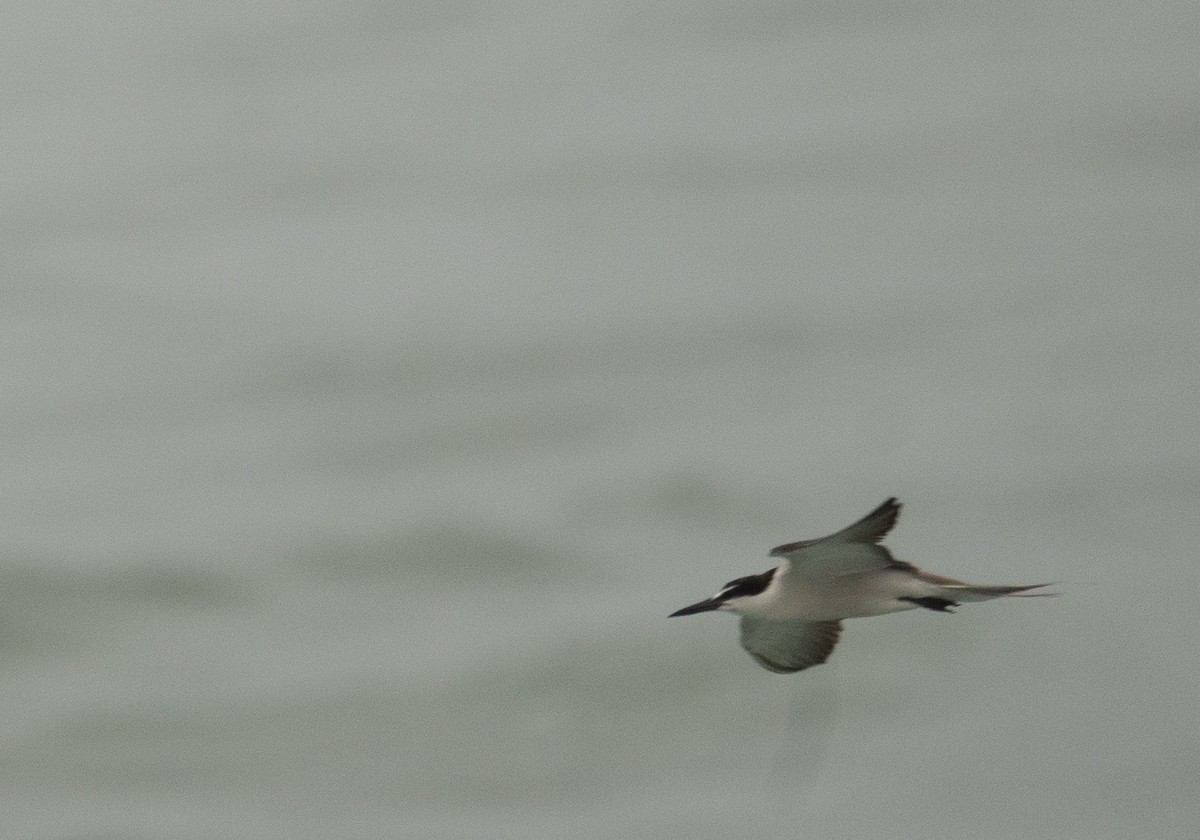 Bridled Tern - ML646478592