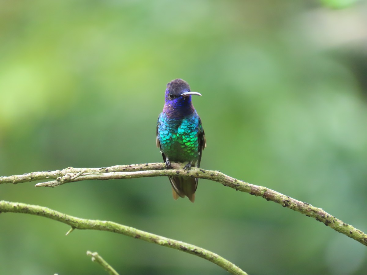 コガネオハチドリ - ML646478596