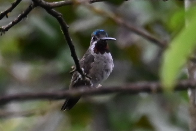 kolibřík hvězdohrdlý - ML646478603