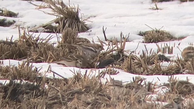Snow Bunting - ML646478610