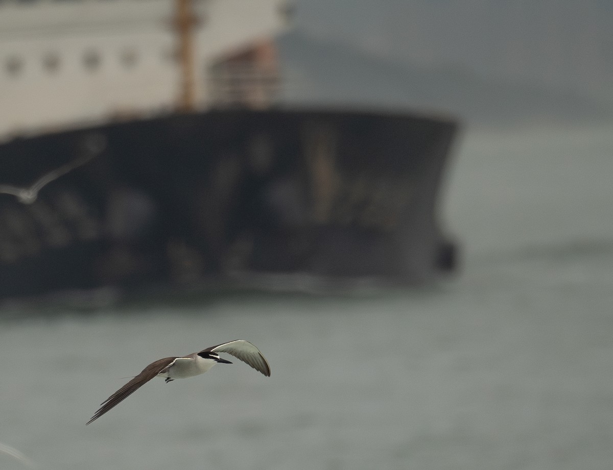 Bridled Tern - ML646478611