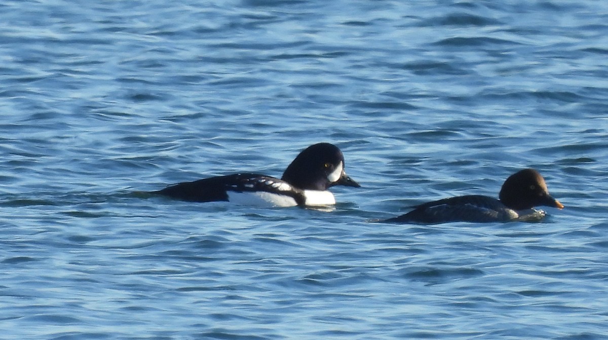 Barrow's Goldeneye - ML646478612