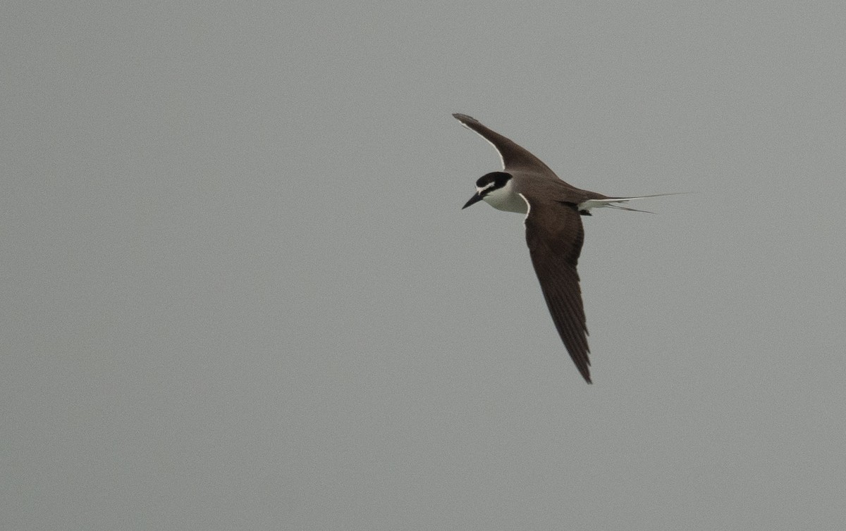 Bridled Tern - ML646478613