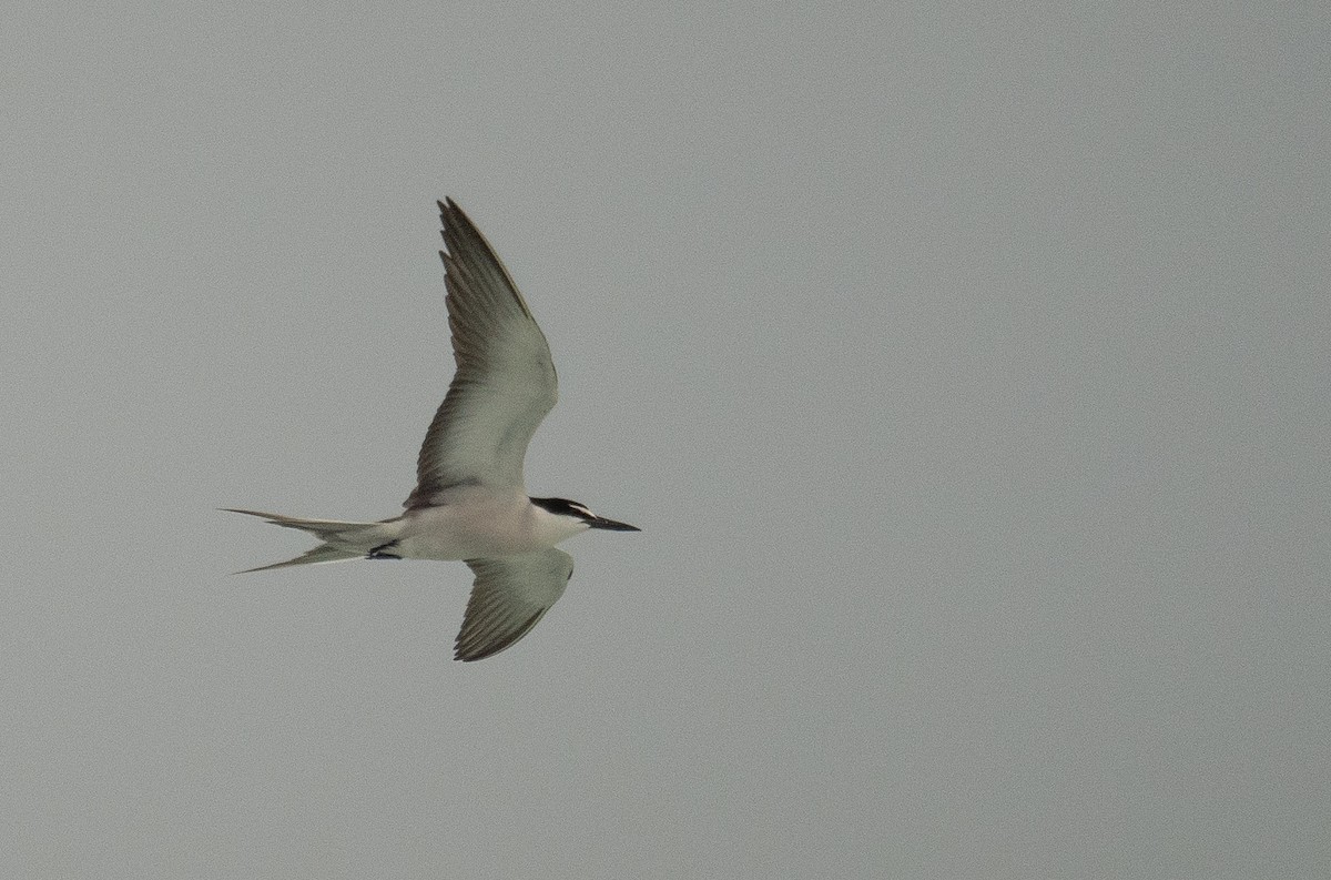 Bridled Tern - ML646478614