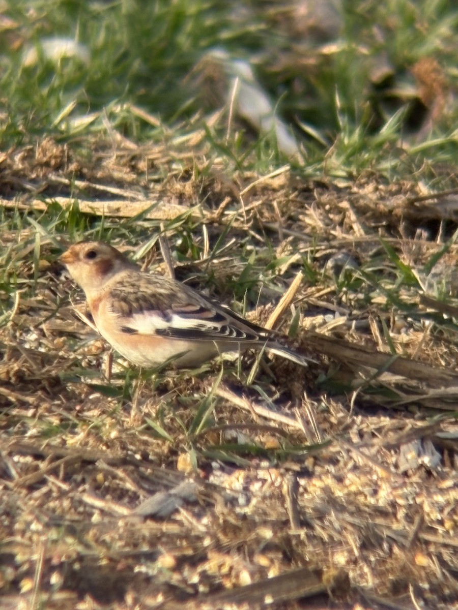 sněhule severní - ML646478615