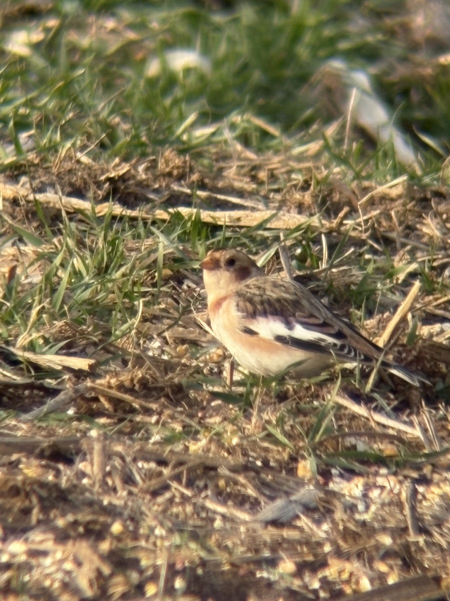 sněhule severní - ML646478616