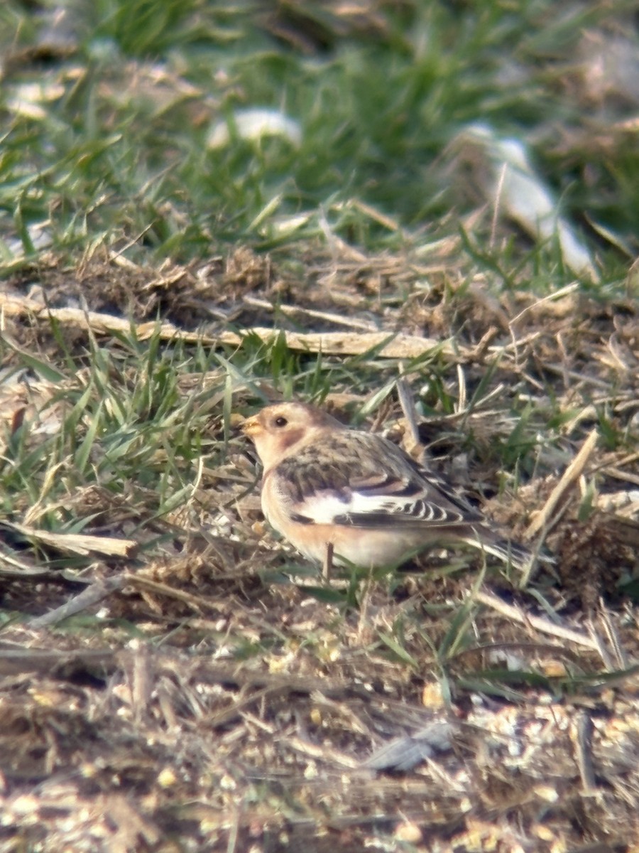 sněhule severní - ML646478617