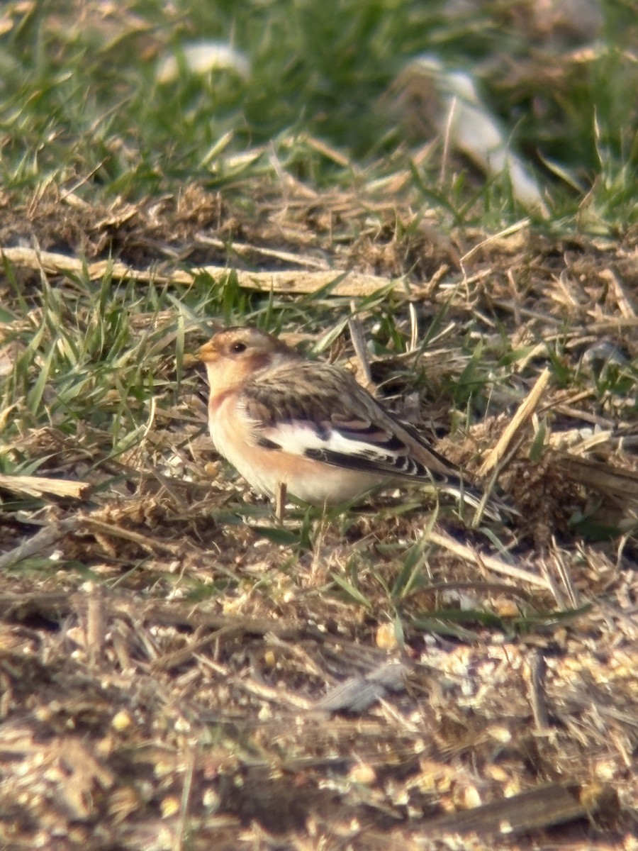 sněhule severní - ML646478618