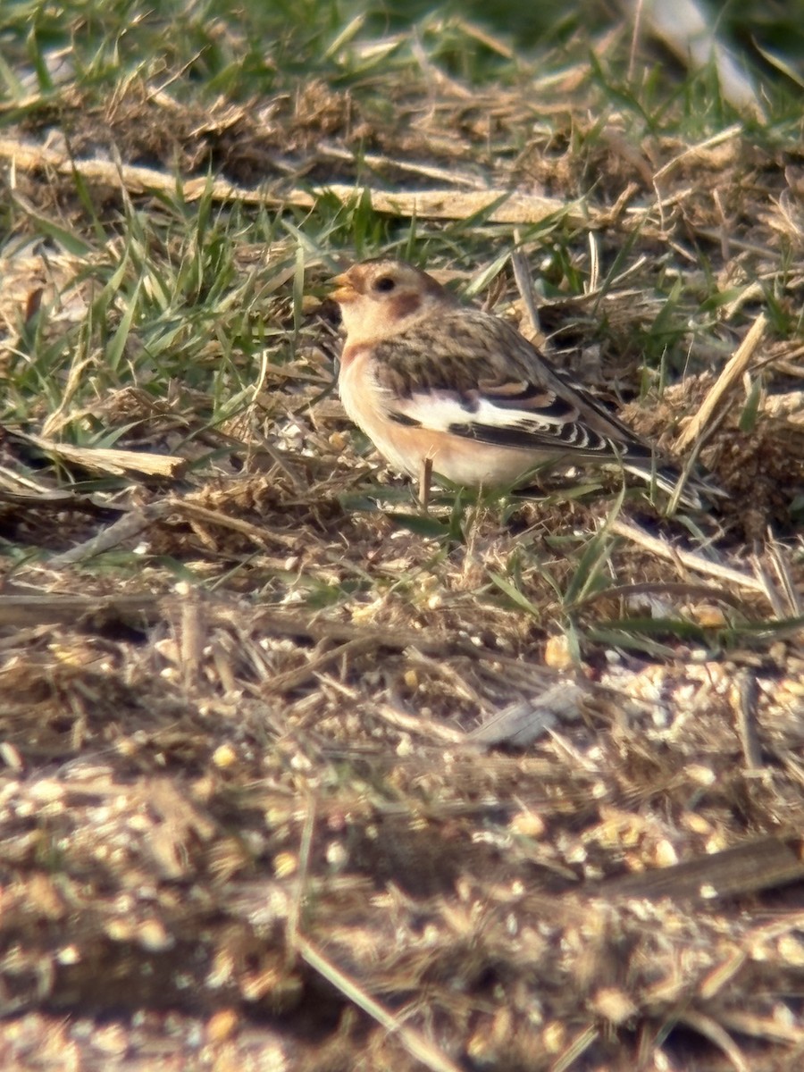 sněhule severní - ML646478619