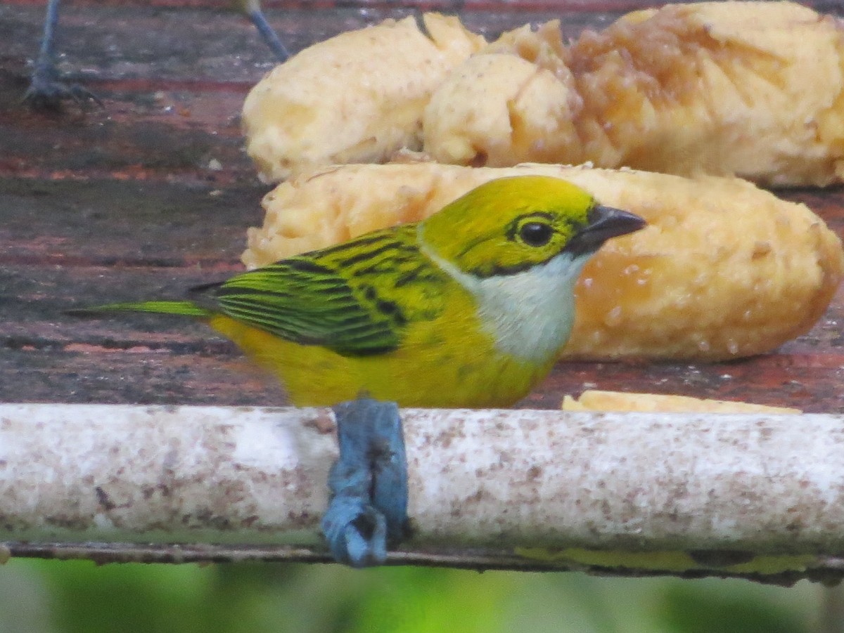 Silver-throated Tanager - ML646478625