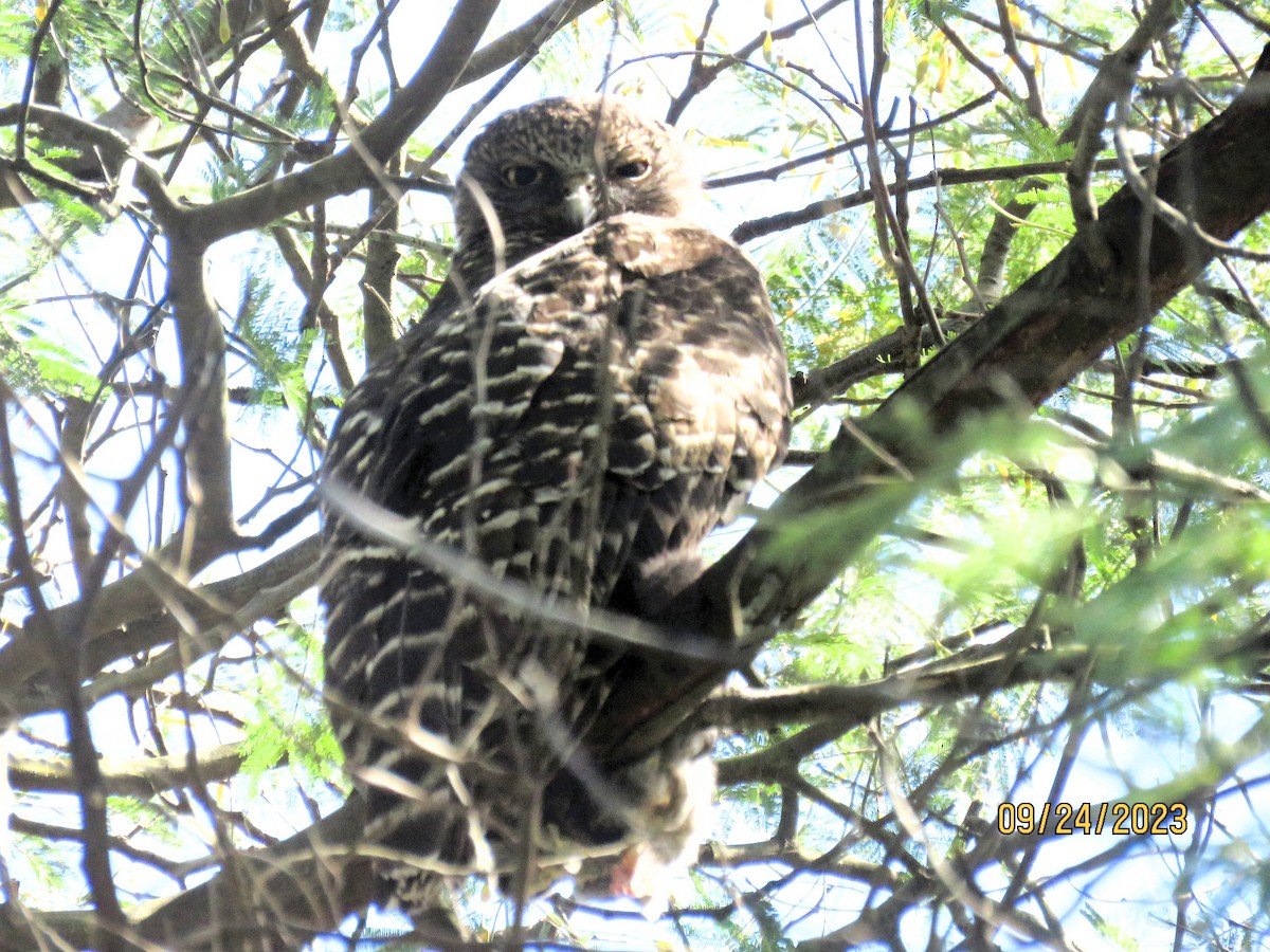 Powerful Owl - ML646478631